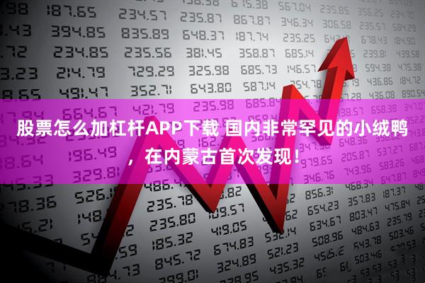 股票怎么加杠杆APP下载 国内非常罕见的小绒鸭,在内蒙古首次发现!